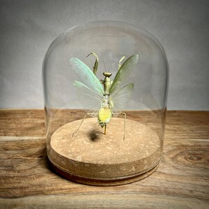 May include: A preserved praying mantis displayed under a glass cloche. The insect has a green and yellow body with delicate, translucent wings. It rests on a round, cork base, set against a wooden background.