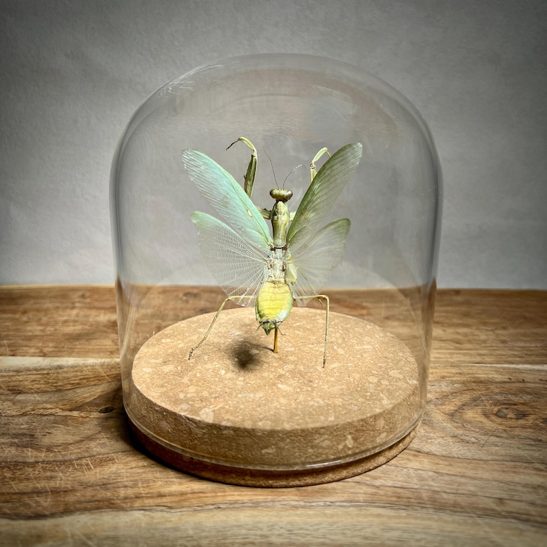 May include: A preserved praying mantis displayed under a glass cloche. The insect has a green and yellow body with delicate, translucent wings. It rests on a round, cork base, set against a wooden background.