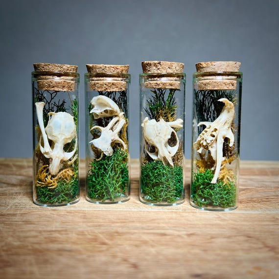 Animal Bone Apothecary Jar, Ethically Sourced Curiosity