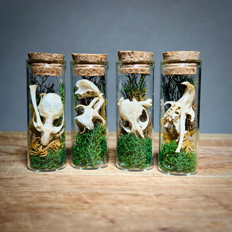 K&ouml;nnte beinhalten: Vier Glasfl&auml;schchen mit Korken, jedes mit einem kleinen Tiersch&auml;del, gr&uuml;nem Moos und getrockneten Pflanzen. Die Fl&auml;schchen sind auf einer Holzoberfl&auml;che vor grauem Hintergrund angeordnet. Die Sch&auml;del sind wei&szlig; und das Moos ist leuchtend gr&uuml;n.