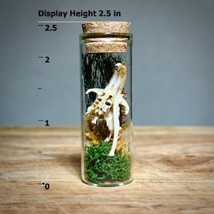 K&ouml;nnte beinhalten: Ein klares Glasfl&auml;schchen mit Korken, das einen kleinen Tiersch&auml;del, gr&uuml;nes Moos und andere nat&uuml;rliche Elemente enth&auml;lt. Das Fl&auml;schchen ist 6,35 cm hoch und steht auf einer Holzoberfl&auml;che.