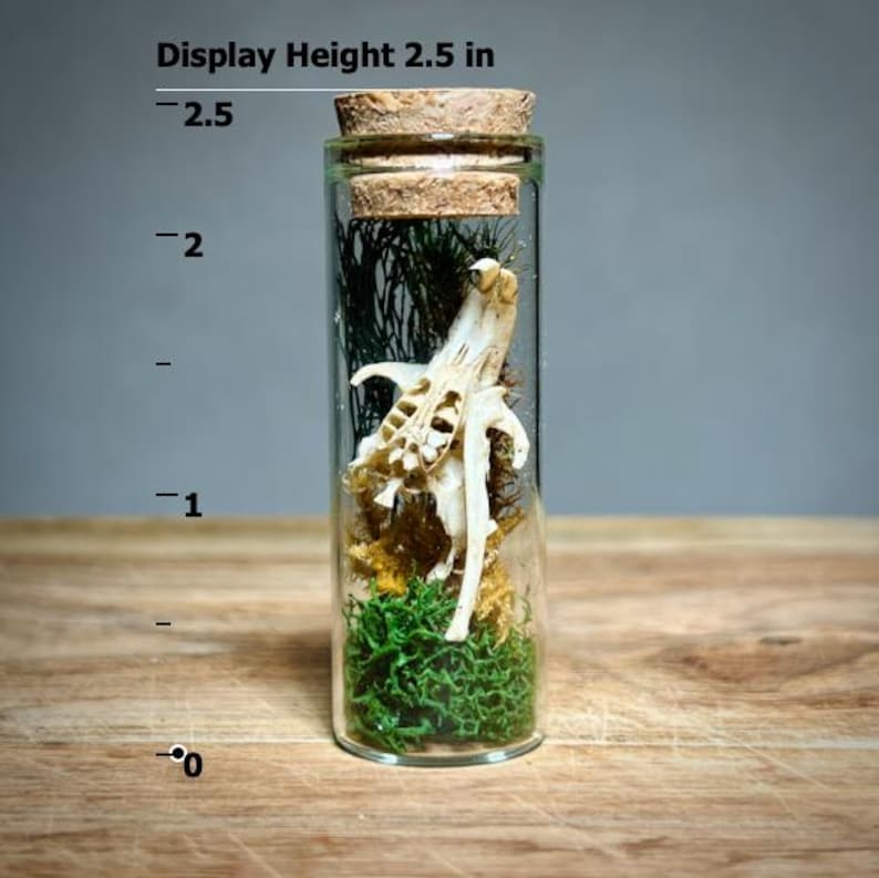 K&ouml;nnte beinhalten: Ein klares Glasfl&auml;schchen mit Korken, das einen kleinen Tiersch&auml;del, gr&uuml;nes Moos und andere nat&uuml;rliche Elemente enth&auml;lt. Das Fl&auml;schchen ist 6,35 cm hoch und steht auf einer Holzoberfl&auml;che.