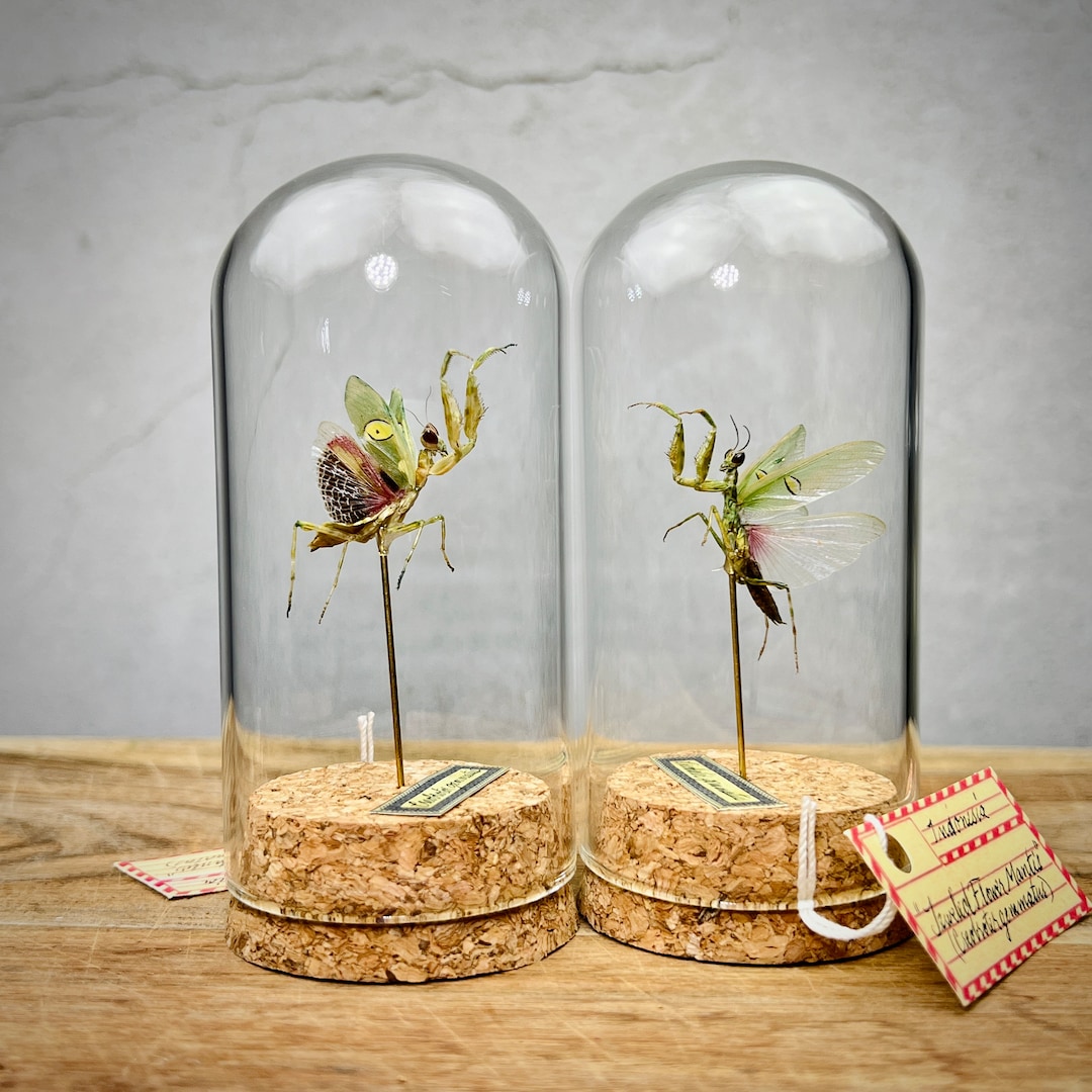 Real Praying Mantis Flower Mantis Display Dome, Real Jewel