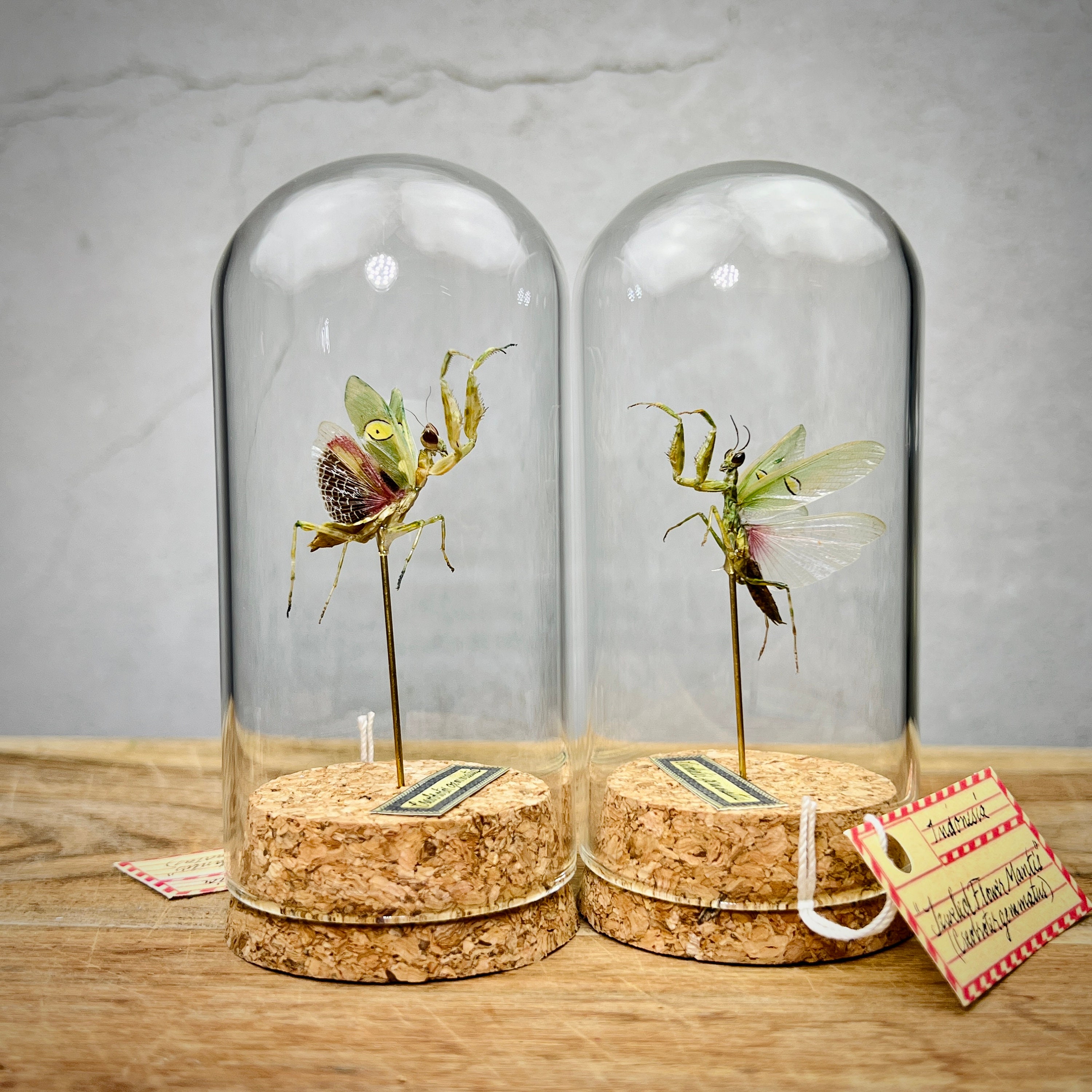 Amazon.com : GIFTME 5 Metal Mantis Garden Yard Art Decor