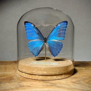 May include: A vibrant blue Morpho butterfly specimen mounted on a thin gold-colored pin, displayed inside a clear glass dome. The butterfly rests on a circular cork base, which features a small rectangular label with printed text at the front.