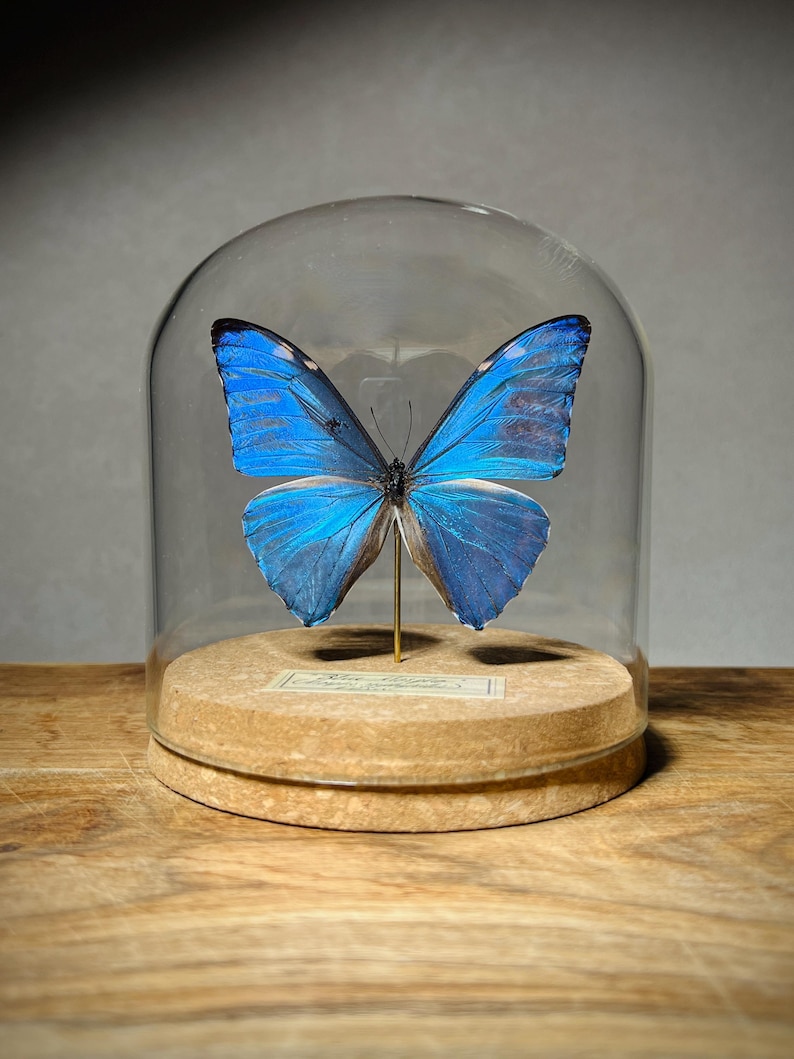 May include: A vibrant blue Morpho butterfly specimen mounted on a thin gold-colored pin, displayed inside a clear glass dome. The butterfly rests on a circular cork base, which features a small rectangular label with printed text at the front.