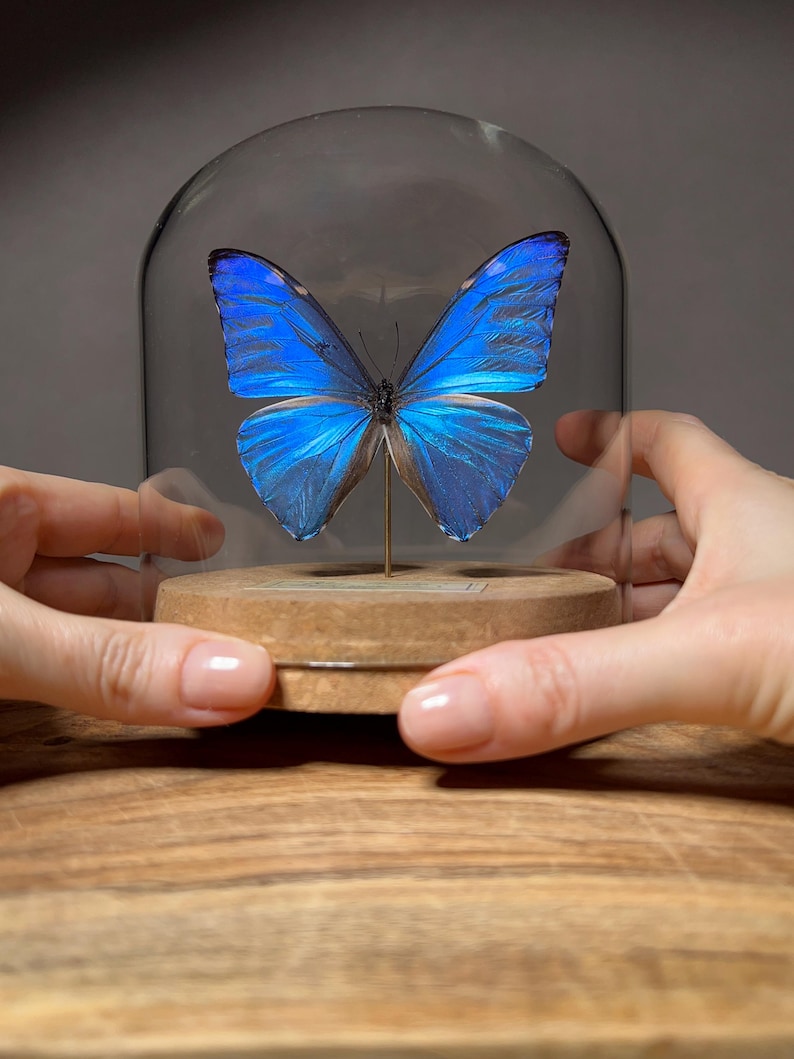 May include: A vibrant blue Morpho butterfly specimen mounted on a thin metal pin, displayed inside a clear glass dome. The dome sits on a circular light brown cork base. The butterfly wings feature iridescent blue hues with dark edges.