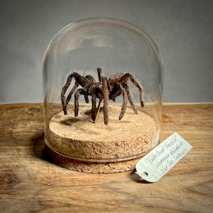 Taxidermy Tarantula Spider, Oddities Home Decor, Weird Gifts for Him, Dark Academia Desk or Bookshelf Decor