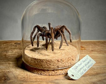 Real Tarantula in Vintage Glass Cloche, Spider Specimen