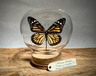 Monarch Butterfly in Glass Dome, Real Preserved Specimen