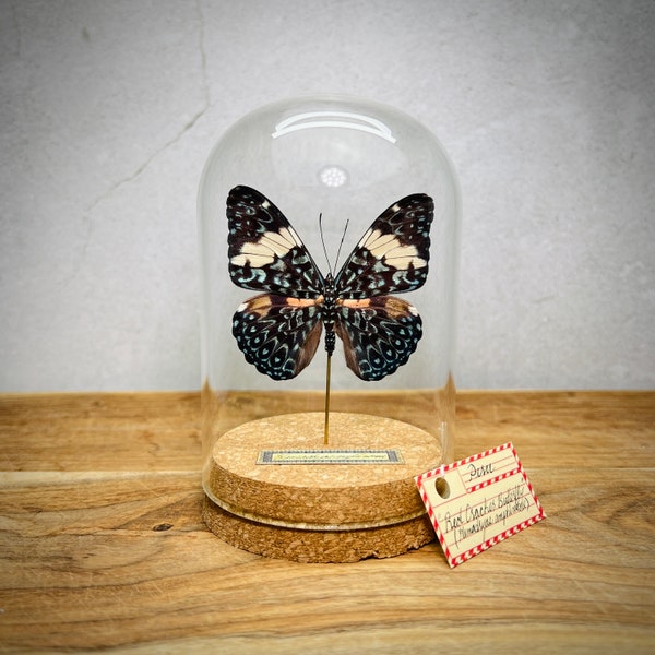 Butterfly In Glass Dome Display, Real Butterfly Art, Taxidermy Specimen, for Oddity or Entomology Collection, Butterfly Decor Gift