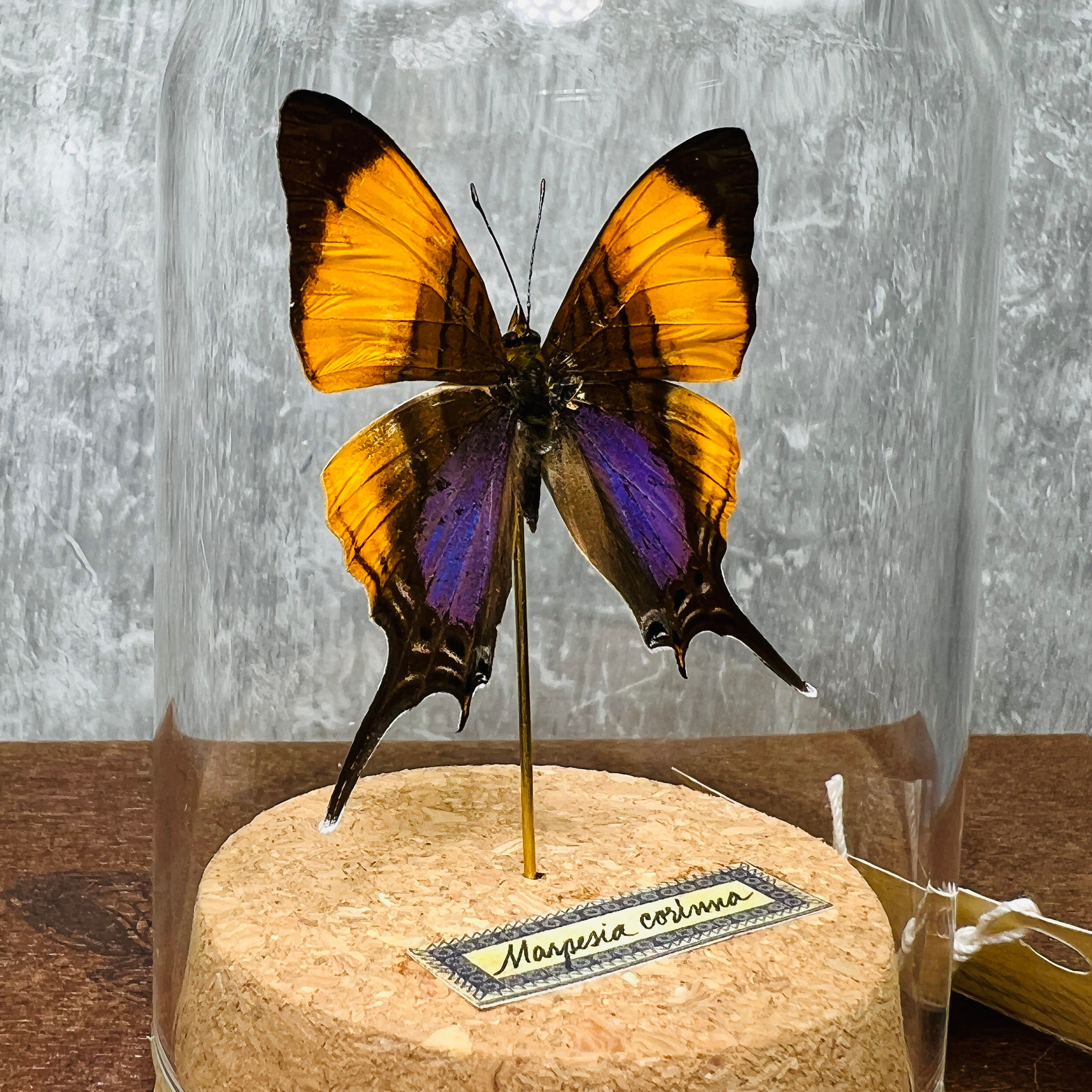 Purple Butterfly Decor Real Butterfly in Cloche Dome Etsy