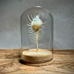 May include: A cream-colored Venus Comb murex shell with long, thin, radiating spines is displayed inside a clear glass dome. The shell is mounted on a thin gold-colored rod attached to a circular cork base featuring a small rectangular label.