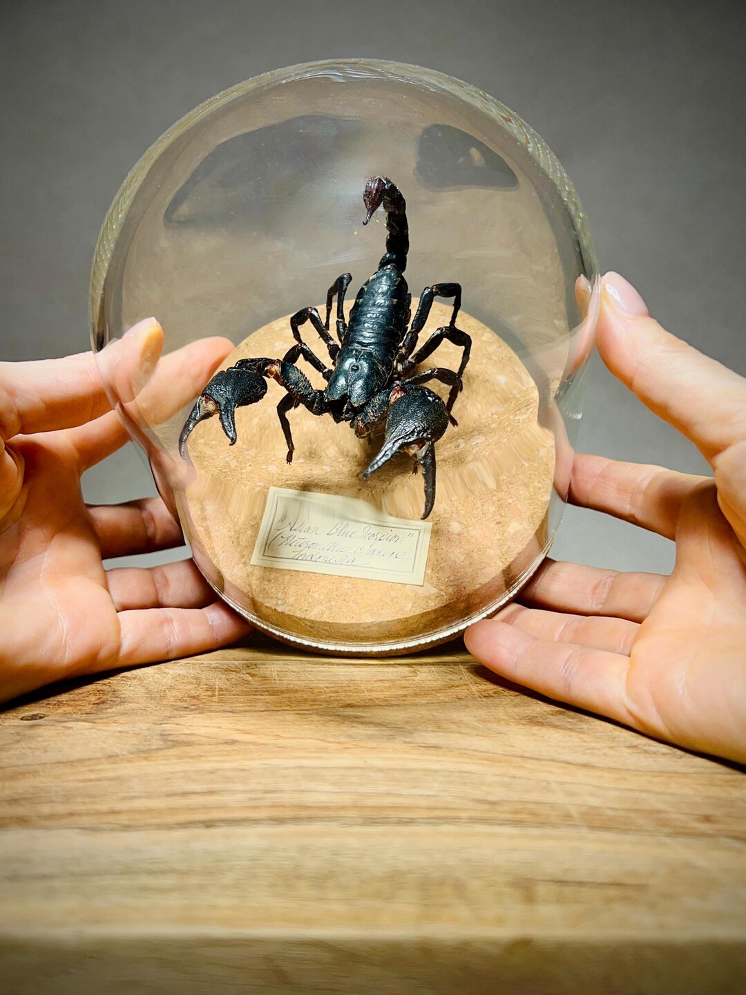 Real Scorpion Taxidermy in Glass Dome, Giant Specimen - Etsy
