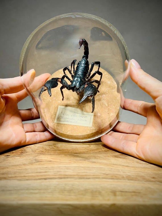 Real Scorpion Taxidermy in Glass Dome, Giant Specimen