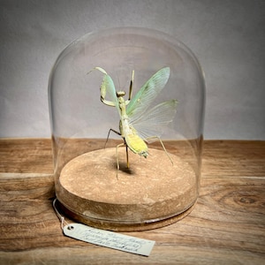 May include: A preserved praying mantis specimen displayed under a glass cloche. The insect has a pale green body with translucent wings, and is mounted on a round, cork base. A small tag hangs from the base.