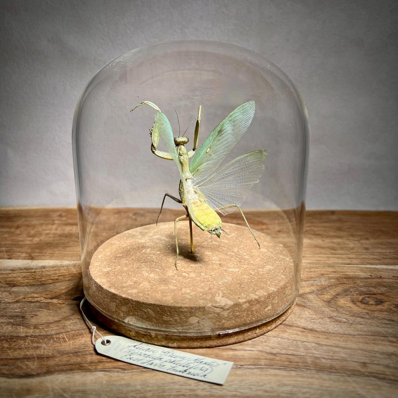 May include: A preserved praying mantis specimen displayed under a glass cloche. The insect has a pale green body with translucent wings, and is mounted on a round, cork base. A small tag hangs from the base.