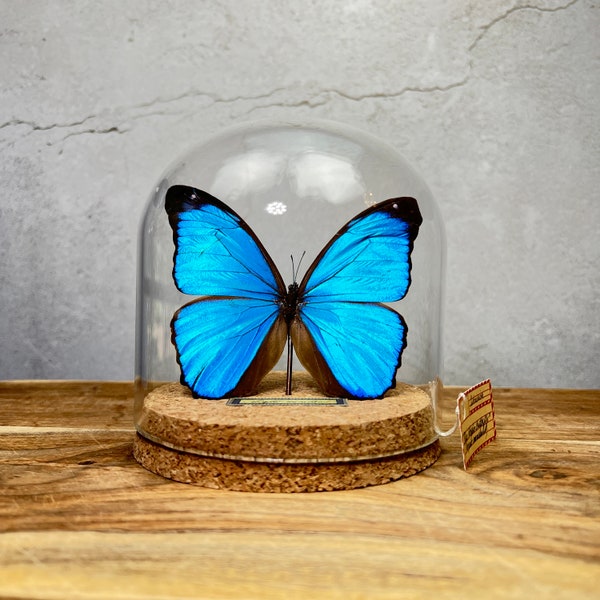Blue Taxidermy Butterfly Decor Dome, Real Butterfly in Glass Cloche, Butterfly Gifts for Nature Lovers
