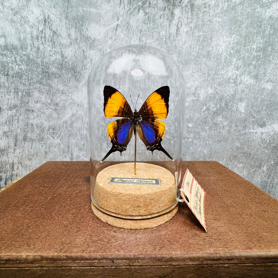 Purple Butterfly Decor Real Butterfly in Cloche Dome Etsy