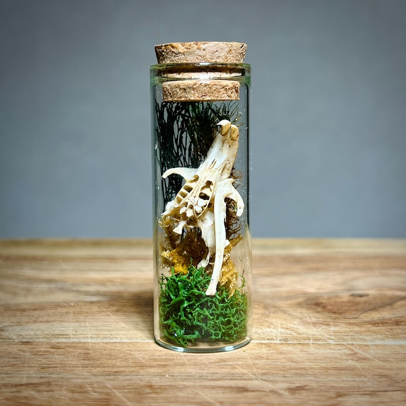 K&ouml;nnte beinhalten: Ein klares Glasfl&auml;schchen mit Korken, das einen kleinen Tiersch&auml;del, gr&uuml;nes Moos und getrocknete Pflanzen enth&auml;lt. Der Sch&auml;del ist cremefarben und das Moos leuchtend gr&uuml;n. Das Fl&auml;schchen steht auf einer Holzoberfl&auml;che.