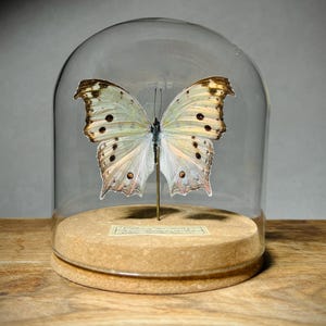 May include: A preserved butterfly with pale, iridescent wings featuring dark spots and brown edges, mounted on a thin metal pin. The specimen is displayed under a clear glass dome on a circular, light-colored cork base with a small rectangular label.