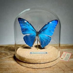 Blue Morpho Butterfly Taxidermy: Real Butterfly Glass Dome Display
