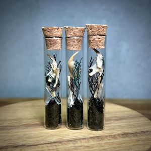May include: Three glass vials with cork stoppers, each containing a small animal skull and dried plant life. The vials are arranged in a row on a wooden surface, with a light blue background.