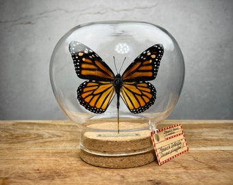 Monarch Butterfly in Glass Dome, Real Butterfly Taxidermy Specimen for Decor, Butterfly Gifts for women, memorial gift for her