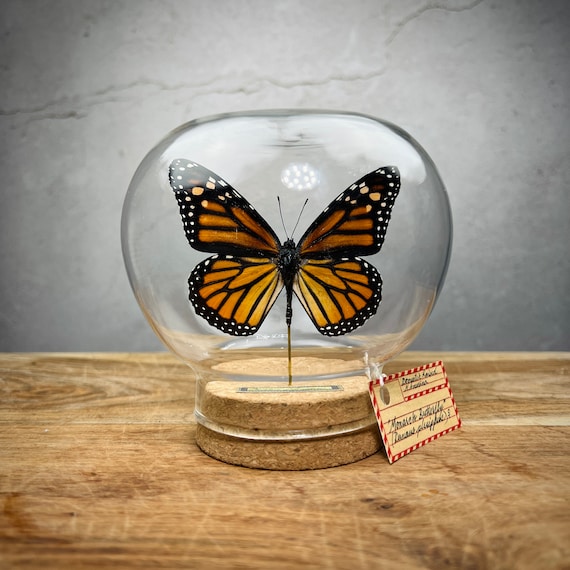 Monarch Butterfly in Glass Dome, Real Butterfly Taxidermy Specimen