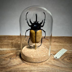 Taxidermy Rhinoceros Beetle Insect Dome, Taxidermied Preserved Bug Collection Display, Weird and Quirky Home Decor Gift