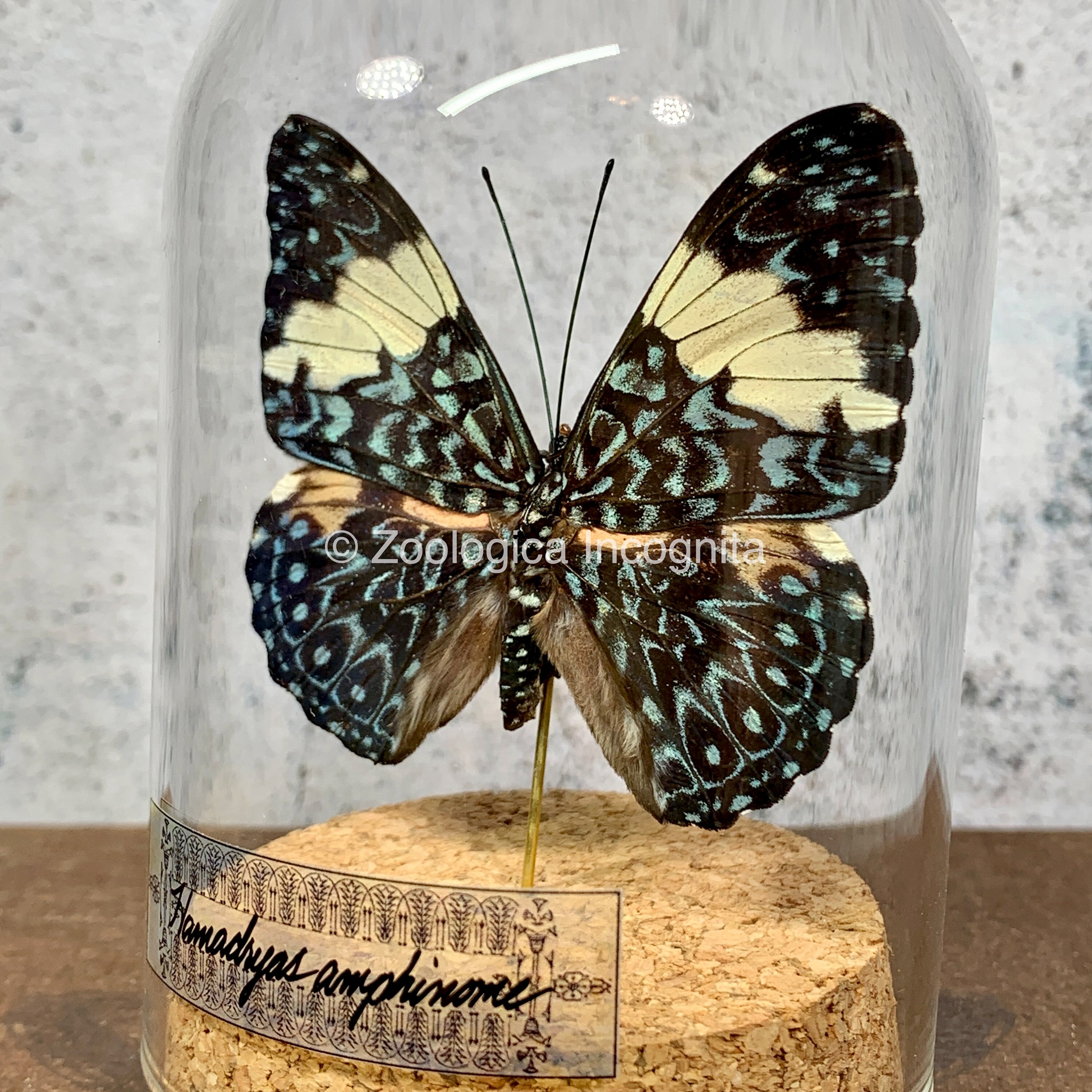 Real Hamadryas Preserved Butterfly Butterfly in Dome Insect Etsy