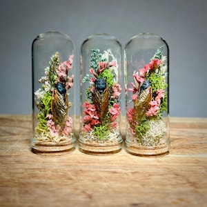 Real Cicada Taxidermy Specimen in Flower Terrarium, Insect Bug Taxadermy