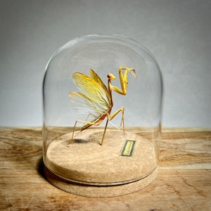 Golden Praying Mantis in Glass Dome Display | Real Insect Taxidermy Specimen for Oddities and Curiosities | Entomology Nature Decor
