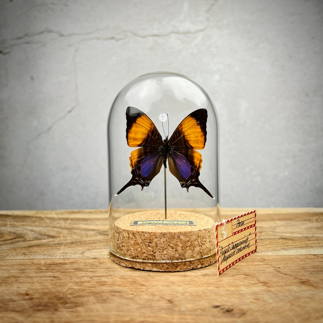 Purple Butterfly Decor Real Butterfly in Cloche Dome Etsy