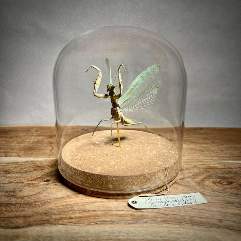 May include: A preserved praying mantis specimen displayed under a glass cloche. The insect is a light brown color with delicate, translucent green wings. It is mounted on a cork base, creating a unique decorative piece.