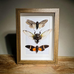 May include: A framed display featuring three preserved cicadas. The insects have intricate wing patterns in black, white, and orange. The wooden frame has a natural finish, and the background is white.