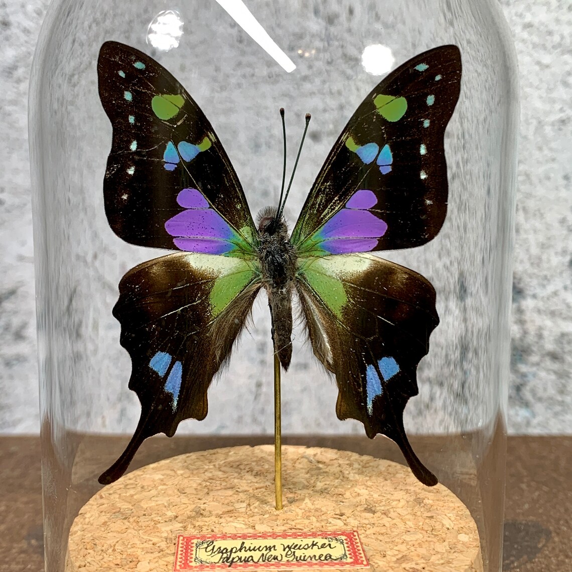 Butterfly Taxidermy Stunning Blue Purple and Green Graphium Etsy