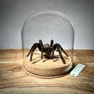 May include: A large, dark brown tarantula displayed under a clear glass dome. The spider rests on a bed of sand within a cork-based enclosure. A small tag with handwritten text is attached to the base. The background is a light gray.