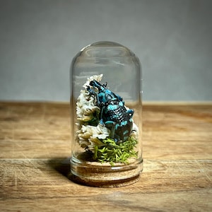 May include: A blue and black beetle encased in a glass cloche. The insect rests on a bed of white flowers and green moss, set on a cork base. The glass dome sits on a wooden surface.