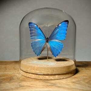 May include: A vibrant blue Morpho butterfly specimen mounted on a thin metal pin, displayed inside a clear glass dome cloche. The butterfly rests on a circular cork base featuring a small rectangular label with printed text at the center.