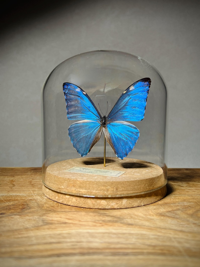May include: A vibrant blue Morpho butterfly specimen mounted on a thin metal pin, displayed inside a clear glass dome cloche. The butterfly rests on a circular cork base featuring a small rectangular label with printed text at the center.