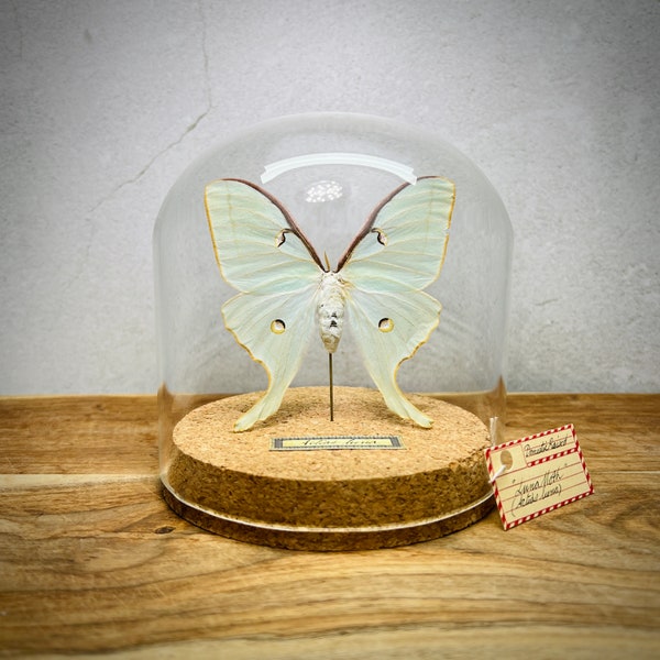 Luna Moth in Dome Display, Real Lunamoth Insect Taxidermy Specimen, Moon Moth Entomology, Nature, Biology, Science Collection