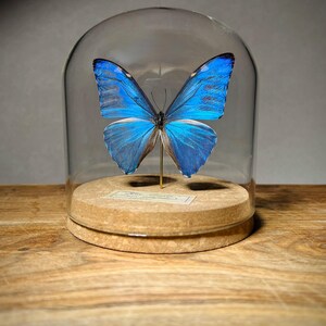 May include: A vibrant blue Morpho butterfly specimen mounted on a thin gold-colored pin, displayed inside a clear glass dome cloche. The butterfly rests on a circular cork base featuring a small rectangular label with printed text.