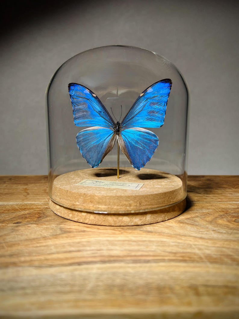 May include: A vibrant blue Morpho butterfly specimen mounted on a thin gold-colored pin, displayed inside a clear glass dome cloche. The butterfly rests on a circular cork base featuring a small rectangular label with printed text.