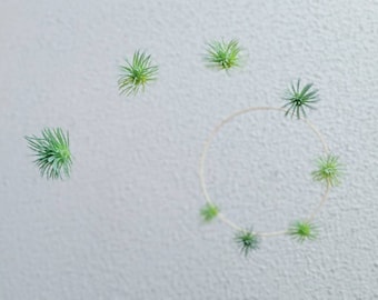Air Plant Mobile - Boho Baby Mobile - Artificial Plant Decor - Gender Neutral Baby Mobile - Succulent Nursery- Jungle Leaf Mobile