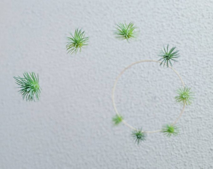 Air Plant Mobile - Boho Baby Mobile - Artificial Plant Decor - Gender Neutral Baby Mobile - Succulent Nursery- Jungle Leaf Mobile