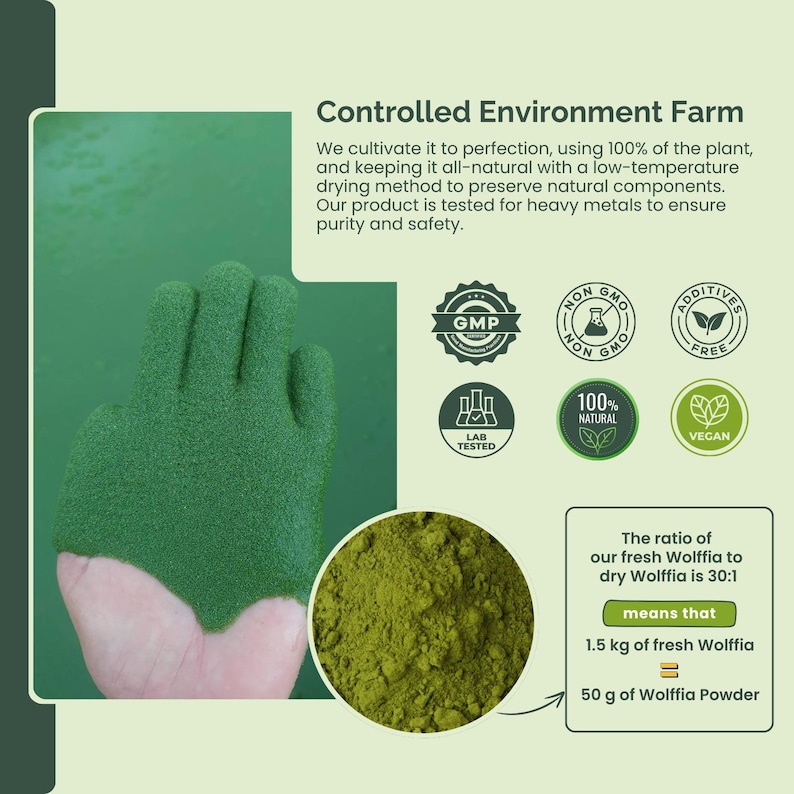 Wolffia Globosa Pulver: Pflanzliches Protein Superfood mit natürlichem B12-50g Bild 8