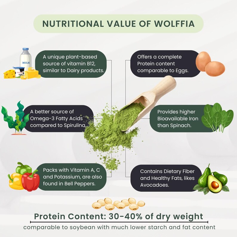 Wolffia Globosa Pulver: Pflanzliches Protein Superfood mit natürlichem B12-50g Bild 7