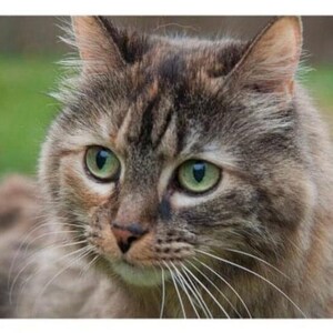May include: A close-up of a tabby cat with green eyes. The cat has a soft, fluffy coat and is looking directly at the camera.