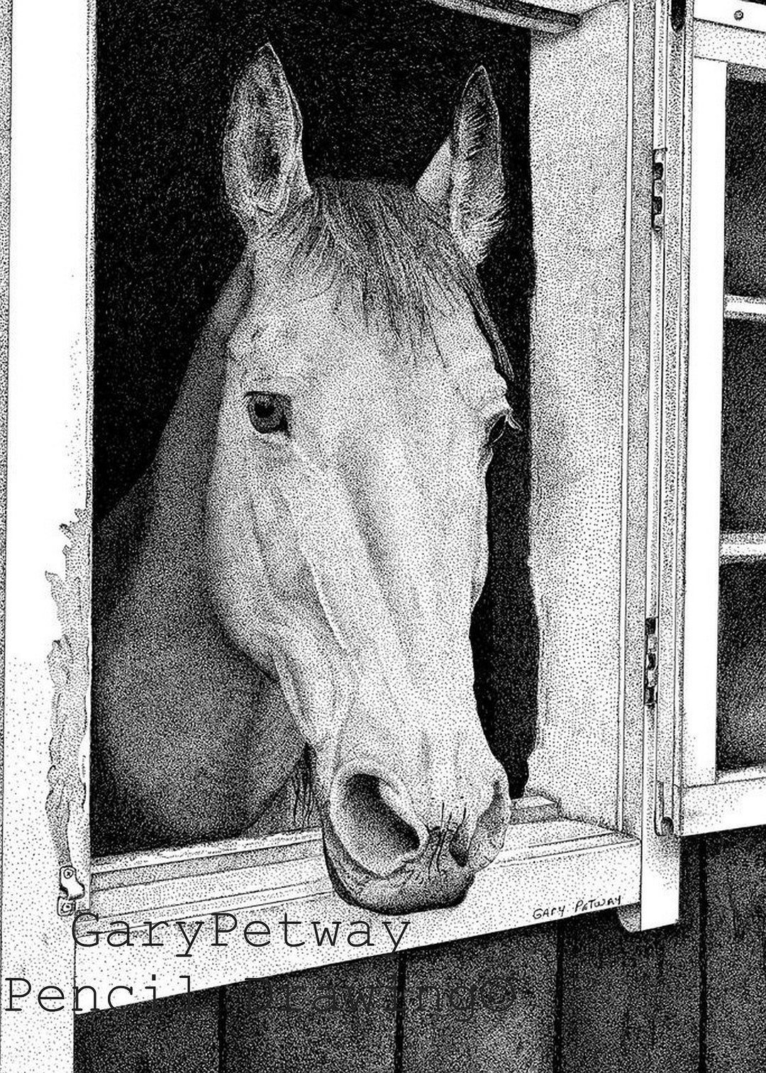 Pen and Ink Horse Drawing Art Print Art Print of Horse 5x7 Etsy